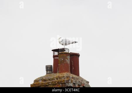 Mouette posée sur une cheminée, regardant à gauche Banque D'Images