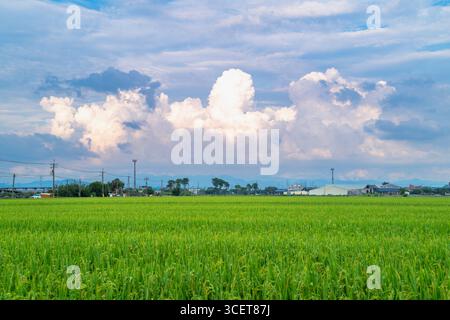 Les champs de riz vert éclatant s'étendent à travers le paysage à Qigu, Tainan City, Taiwan, sous un ciel où les nuages blancs dérivent gracieusement vers le haut, près de la Banque D'Images