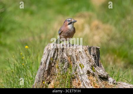 Jay perché sur une souche d'arbre, Royaume-Uni Banque D'Images