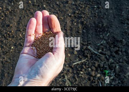 Une poignée de graines de trèfle cramoisi pour la plantation comme culture de couverture ou fumier vert sur un potager ou une allocation. Banque D'Images