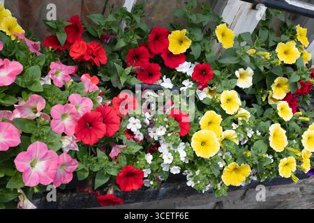 Fleurs de pétunia en différentes couleurs Banque D'Images
