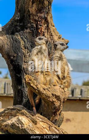 La suricate (Suricata suricatta) ou suricate est une petite mangouste du Peak Wildlife Park, Leek, Staffordshire, Angleterre, Royaume-Uni Banque D'Images