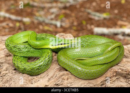 Un beau serpent rhinocéros (Gonyosoma boulengeri), également connu sous le nom de serpent rhinocéros, serpent rhinocéros et serpent vietnamien à museau long Banque D'Images