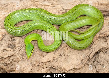 Un beau serpent rhinocéros (Gonyosoma boulengeri), également connu sous le nom de serpent rhinocéros, serpent rhinocéros et serpent vietnamien à museau long Banque D'Images