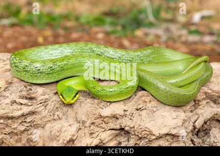 Un beau serpent rhinocéros (Gonyosoma boulengeri), également connu sous le nom de serpent rhinocéros, serpent rhinocéros et serpent vietnamien à museau long Banque D'Images