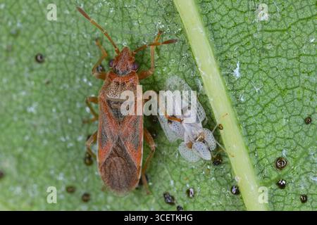 Insecte platane (Arocatus longiceps) et insecte de dentelle plane ou insecte de dentelle sycomore (Corythucha ciliata), insectes sous la feuille. Deux espèces ravageurs importants Banque D'Images