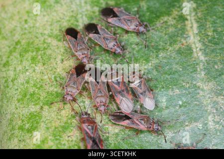 Insecte platane, Arocatus longiceps, insectes sous la feuille. Ravageur des arbres du parc. Język słów kluczowych : Ang Banque D'Images