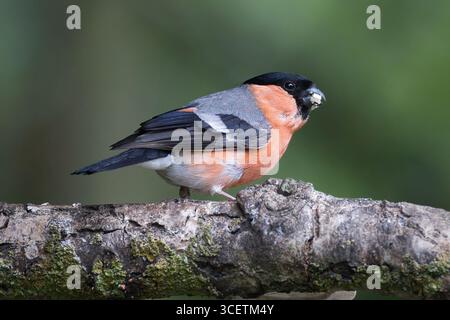Un taureau mâle, Pyrrhula pyrrhula, perche sur une branche de bouleau argenté qui se nourrit. Il a de la nourriture dans le bec et un fond naturel flou Banque D'Images