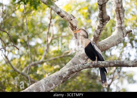 Gros plan d'Anhinga perché sur une branche d'arbre dans le Pantanal, Brésil Banque D'Images