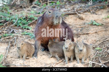 Gros plan d'une mère capybara avec ses chiots sur une rive dans les zones humides du Pantanal, au Brésil. Banque D'Images