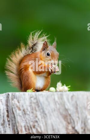 Portrait d'un écureuil rouge mignon mangeant des noisettes vertes sur une souche d'arbre, Royaume-Uni. Banque D'Images