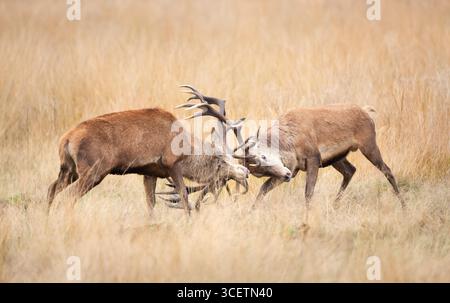 Deux puissants cerfs de cerf rouge bloquant des bois dans un combat pendant la saison d'ornithage en automne, au Royaume-Uni. Banque D'Images
