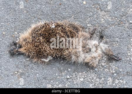 Hérisson mort tué et écrasé sur une route, pays de Galles, Royaume-Uni Banque D'Images