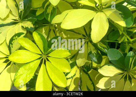 Schefflera arboricola Janine plantes ou fond d'arbre parapluie. Feuilles panachées du poulpe Schefflera Actinophylla. Feuilles vert jaune exotiques Banque D'Images