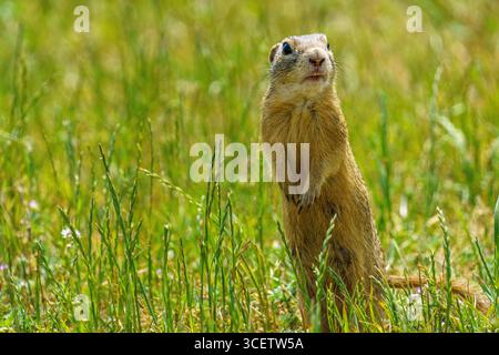 L'écureuil terrestre européen (Spermophilus citellus), une espèce menacée, se tient debout dans un champ herbeux avec une expression comiquement surprise, surro Banque D'Images