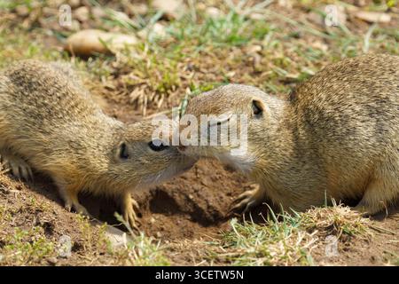 Deux écureuils terrestres européens menacés (Spermophilus citellus) entretiennent une interaction étroite sur les prairies. Originaire d'Europe centrale, cette espèce est Banque D'Images