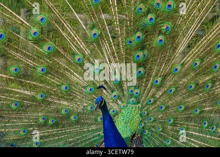 Un paon mâle (Pavo cristatus) déploie fièrement ses plumes de queue irisées dans un spectacle éblouissant de cour. Des bleus et des verts vifs forment un mesmerizi Banque D'Images