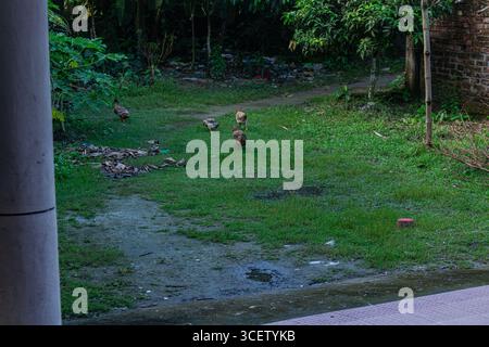 Canards en liberté marchant sur l'herbe verte humide dans un cadre rural arrière Banque D'Images