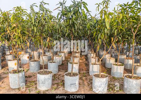 Vue rapprochée de jeunes pousses de mangues saines plantées dans des sacs colorés à travers des rangées de plantations soignées Banque D'Images
