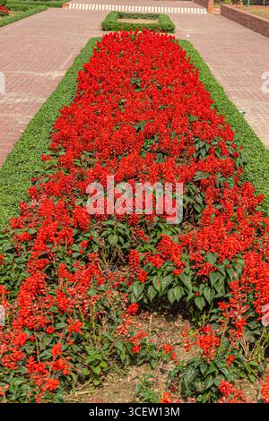 Lit de fleurs rouge vif parfaitement aligné avec des bords verts luxuriants dans le monument national des martyrs du Bangladesh Banque D'Images