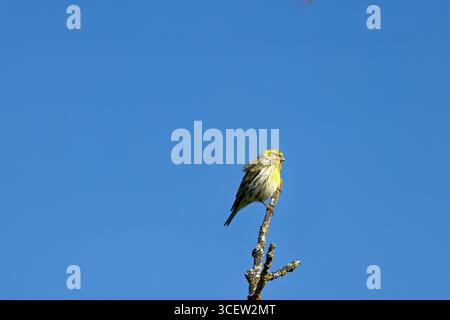 Petit finch avec plumage brun strié et tons jaunes. Se nourrit de graines et d'insectes. Photo prise à Casa de Campo, Madrid, Espagne. Banque D'Images