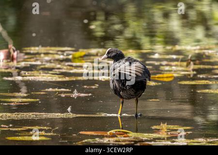 Coot, Bushy Park, Londres, Angleterre, Royaume-Uni Banque D'Images