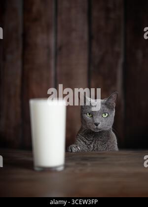 Gros plan, à hauteur des yeux, d'un magnifique chat bleu russe aux yeux vert vif, regardant au-dessus d'une table en bois devant un verre de kéfir flou. Banque D'Images