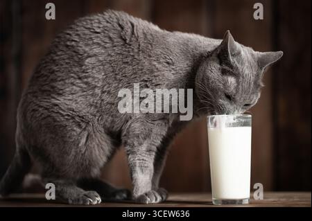 Gros plan d'un chat bleu russe gris avec la tête abaissée, léchant délicatement le kéfir du bord d'un grand verre. Banque D'Images