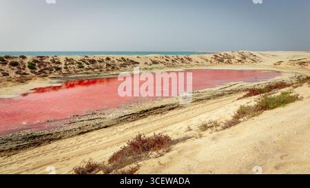 Le lac rose sur l'île de Saraya à Al Rams, Ras Al Khaimah, eau, vue paysage de l'étang rouge avec des dunes de sable autour, sur la côte du golfe Persique. Banque D'Images