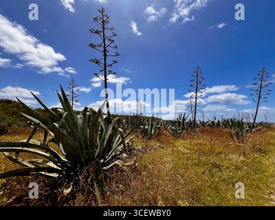Plante d'agave sauvage avec tige de fleur haute poussant dans un paysage aride sous le ciel bleu Banque D'Images