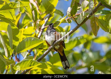 Un Towhee à pois perché en haut d'un arbre Banque D'Images