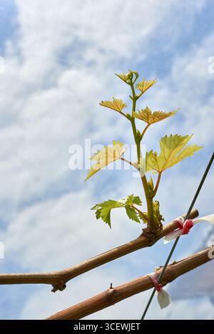 Un nouveau bourgeon tendre et de jeunes feuilles sur une vigne sur un fond mou. Un concept pour le printemps, les nouveaux départs, la croissance, l'agriculture et la viticulture Banque D'Images