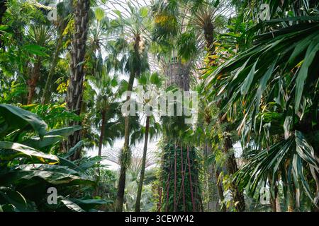 Jardins près de la forêt de la jungle Bay à Singapour Banque D'Images
