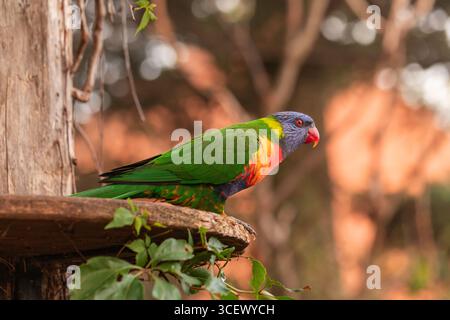 Gros plan du lorikeet arc-en-ciel Trichoglossus moluccanus perché sur un rebord en bois avec fond bokeh, ailes vertes et bec rouge, faible profondeur de champ Banque D'Images