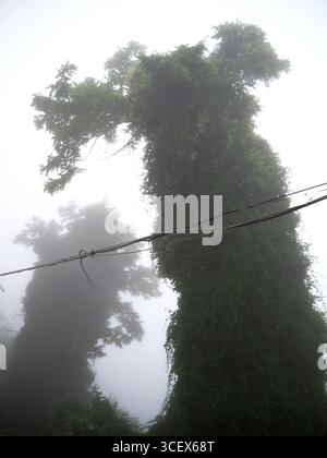 Arbres imposants enveloppés d'un épais brouillard matinal avec des troncs d'escalade verdoyants créant une scène naturelle spectaculaire et mystérieuse dans Enna Sicile Italie Banque D'Images