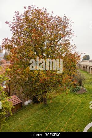 Arbre complet dans un cadre de parc avec feuillage vert et feuilles rouges ou baies, montrant les premiers signes de l'automne Banque D'Images