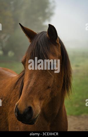 Gros plan Portrait d'un beau cheval avec Dark Mane dans un paysage brumeux Banque D'Images