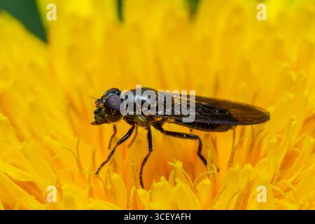 Eristalinus aeneus le drone vert vole gracieusement au-dessus d'une fleur jaune vif tout en se nourrissant de nectar dans un jardin luxuriant par un après-midi ensoleillé. Banque D'Images
