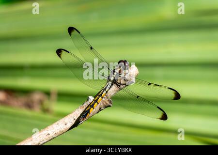 Gros plan d'une libellule skimmer femelle (Libellula incesta) sur fond de feuille verte, Louisiane Banque D'Images