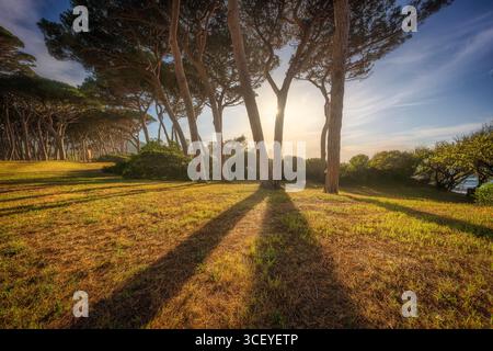 Pins et leurs ombres sur la pelouse au coucher du soleil en Maremme. Plage de Baratti, Piombino, province de Livourne, région Toscane, Italie Banque D'Images