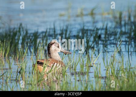 Nageant à travers un épais lit de roseau vert, un seul canard mâle à oreilles roses continue de vérifier la rive du lac pour des signes de danger. Banque D'Images