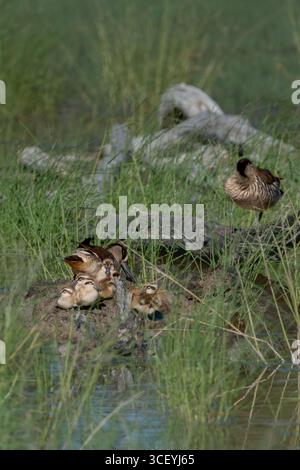 Une poule de canard à oreilles roses avec sa couvée de cinq jeunes poussins sur un nid de monticule caché parmi les roseaux alors qu'elle les réchauffe dans le soleil de l'après-midi. Banque D'Images