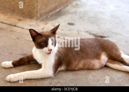 Beau chat siamois enceinte mélange avec les yeux bleus couché confortablement sur la surface de béton. Attendre une mère chatte montrant un comportement maternel naturel en guerre Banque D'Images