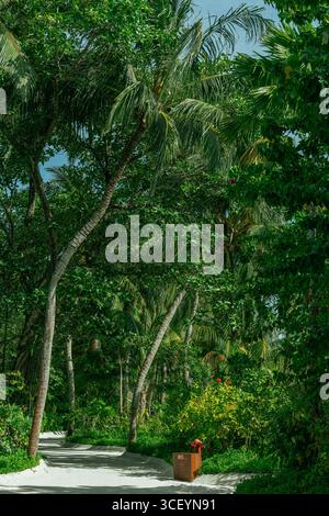 Jungle tropicale avec de grands palmiers verts et un feuillage luxuriant. Paysage exotique de forêt tropicale. Banque D'Images