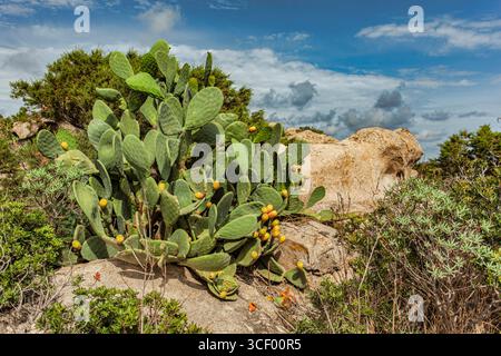 Le cactus de barbarie aux fruits jaunes prospère sur un terrain rocheux à punta molentis, en sardaigne, mettant en valeur la résilience de la nature dans une région méditerranéenne Banque D'Images