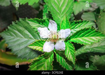 Fleurs de mûres (Rubus fruticosus) en fleurs, Afrique du Sud, Afrique Banque D'Images