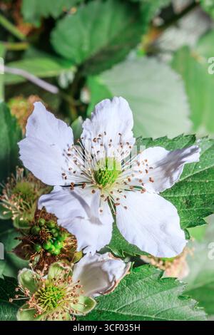 Fleurs de mûres (Rubus fruticosus) en fleurs, Afrique du Sud, Afrique Banque D'Images