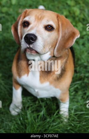 Portrait d'un chien Beagle mignon assis sur l'herbe dans le jardin. Chiot Beagle sur une herbe, gros plan portrait d'un animal heureux. Concept d'obéissance Banque D'Images