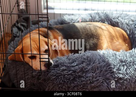 Chien Beagle dormant dans une cage. Adorable chien reposant dans une cage. Banque D'Images