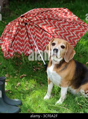 Chien Beagle avec parapluie rouge sur l'herbe verte dans le parc, photo d'animal de compagnie à l'extérieur Banque D'Images
